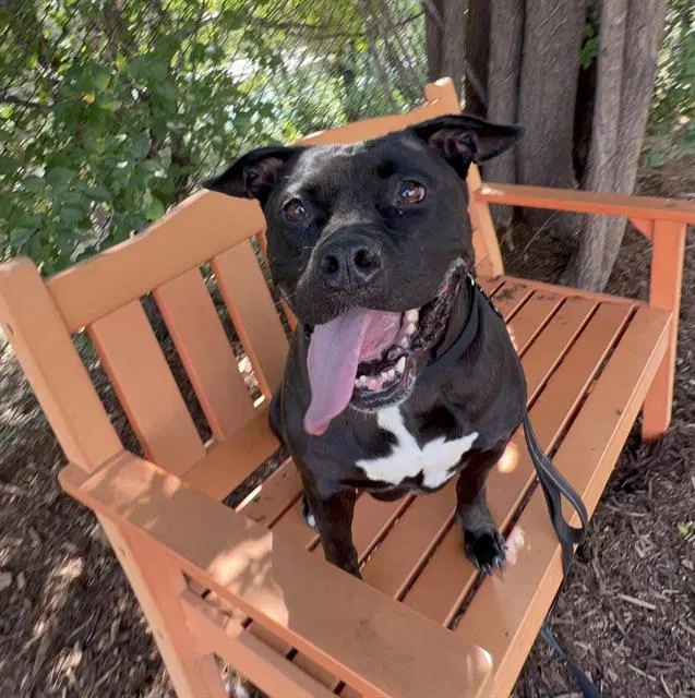 Princess - American Pit Bull Terrier