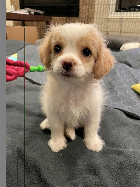 Buttercup