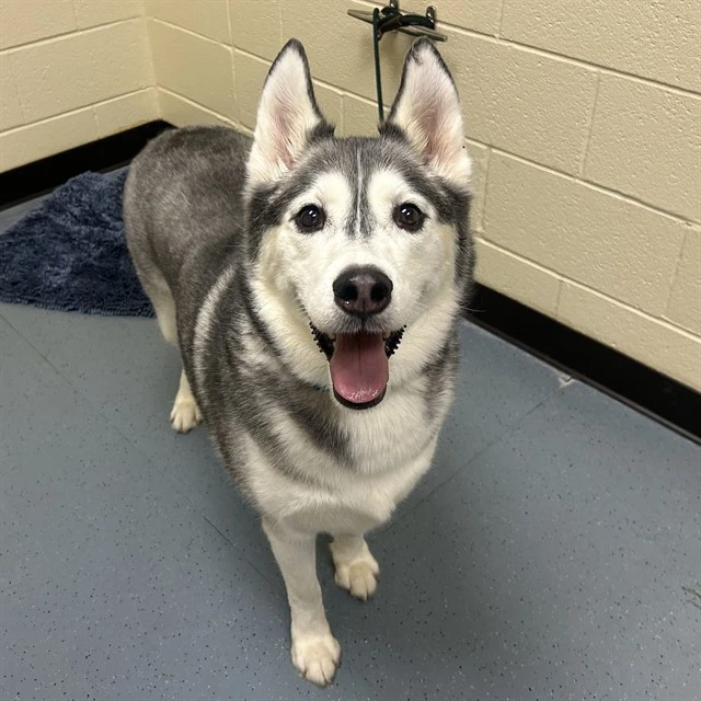 Loki
