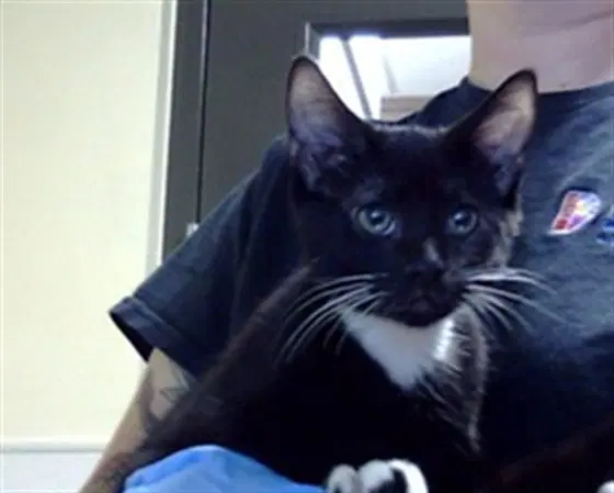 Fun Dip - Domestic Short Hair