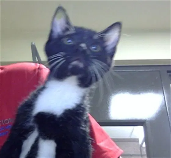 Funyun - Domestic Short Hair