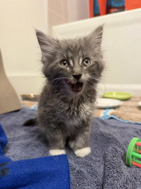 Nova - Domestic Short Hair