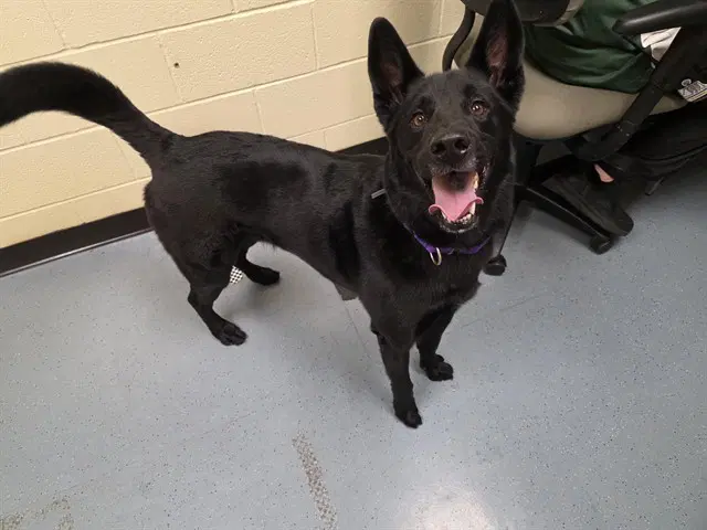 Zeus - German Shepherd Dog