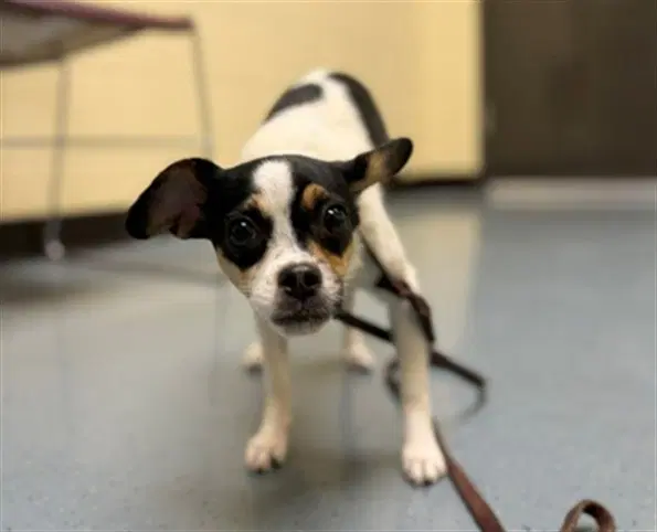 Jolene - Jack Russell Terrier (Parson Russell Terrier)