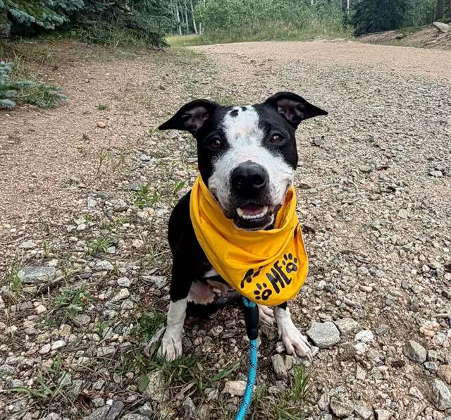 Cardi - American Pit Bull Terrier