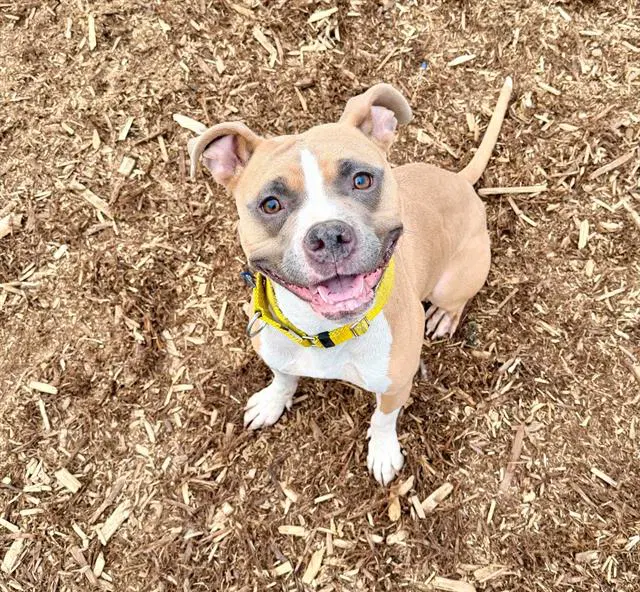 Shiloh - American Pit Bull Terrier