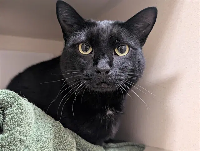 Momo - Domestic Short Hair