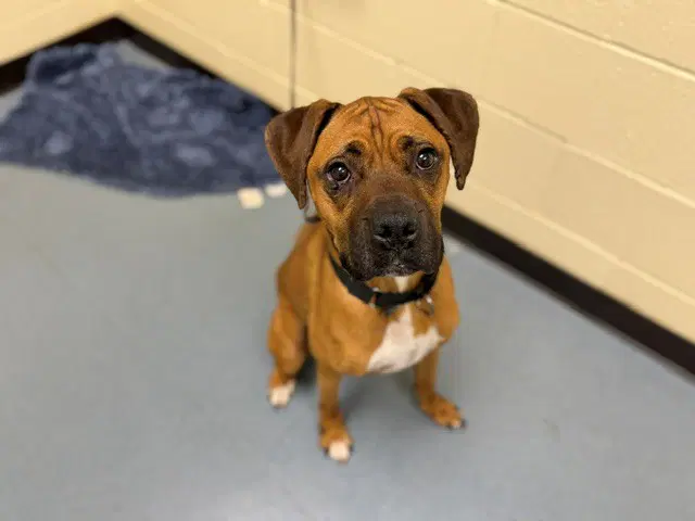 Applejack - Boxer