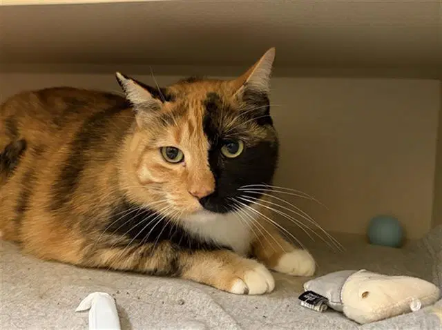 Bella - Domestic Short Hair