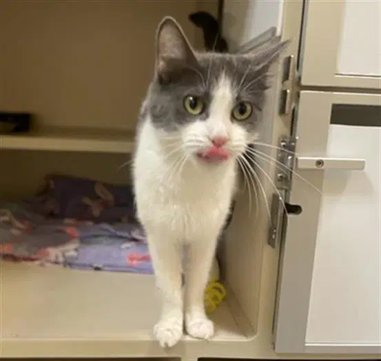 Ivy - Domestic Short Hair