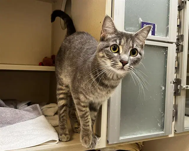 Cardamom - Domestic Short Hair