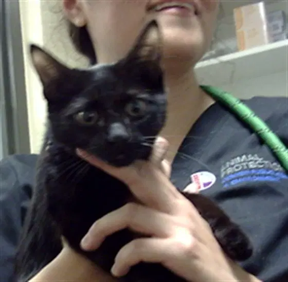 Stanford - Domestic Short Hair