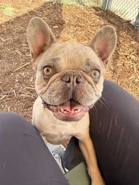 Phoenix - French Bulldog