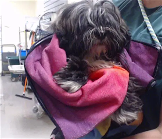 Oxford - Shih Tzu