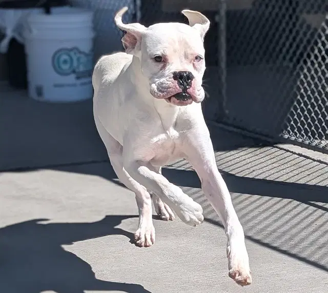 Topeka - Boxer