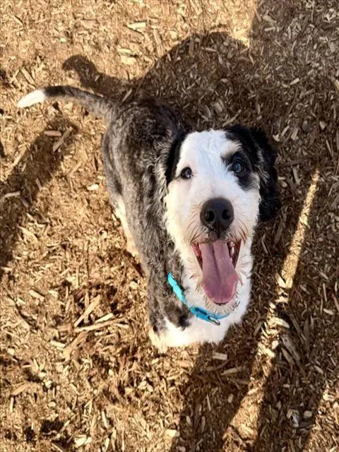 Daisy - Poodle (Miniature)
