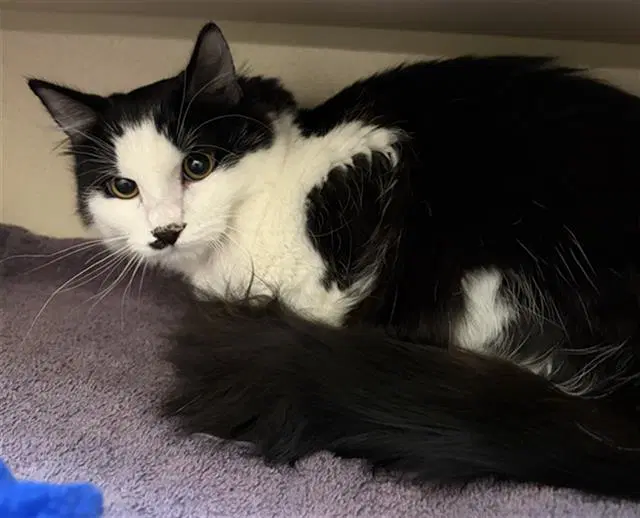 Nina - Domestic Short Hair