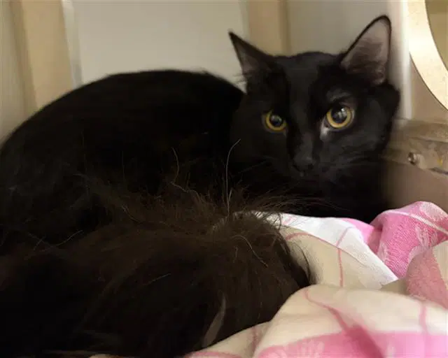 Nina Dos - Domestic Short Hair