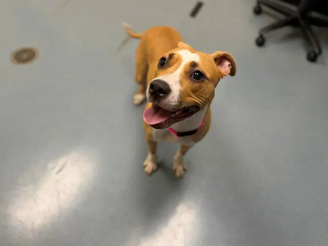 Queen - American Pit Bull Terrier