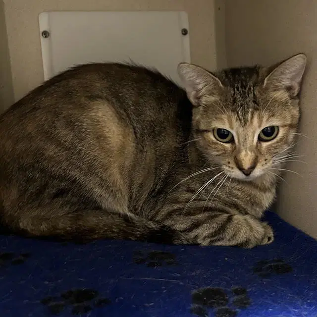 Sophie - Domestic Short Hair