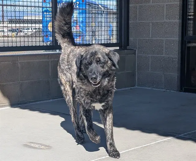 Journey - Dutch Shepherd