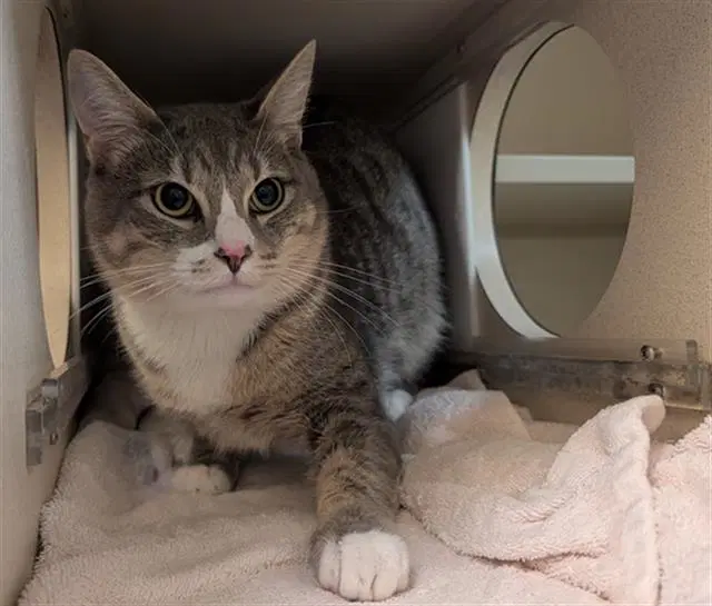 Zimba - Domestic Short Hair