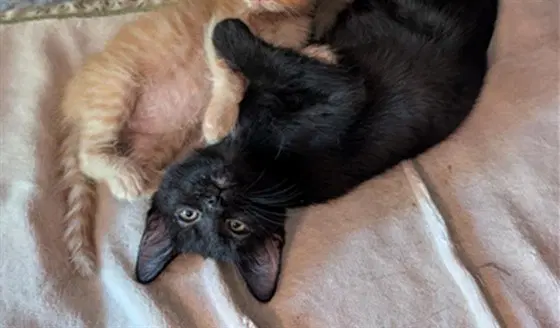 Festival - Domestic Short Hair