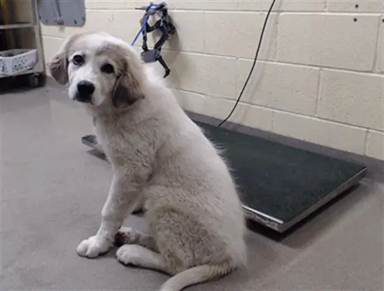 Bell - Great Pyrenees