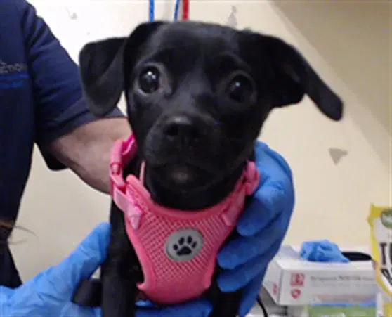 Merlina - Chihuahua