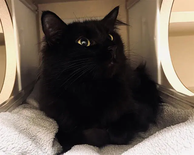 Midnight - Domestic Medium Hair