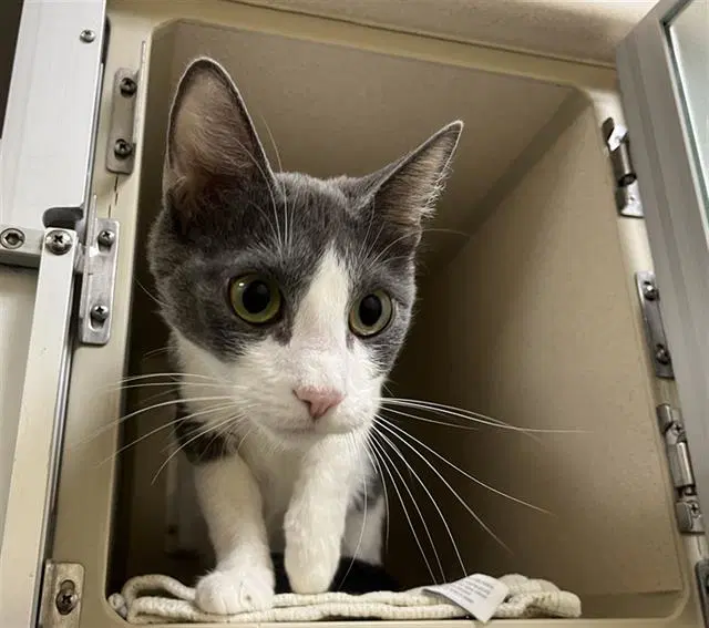 Faye - Domestic Short Hair