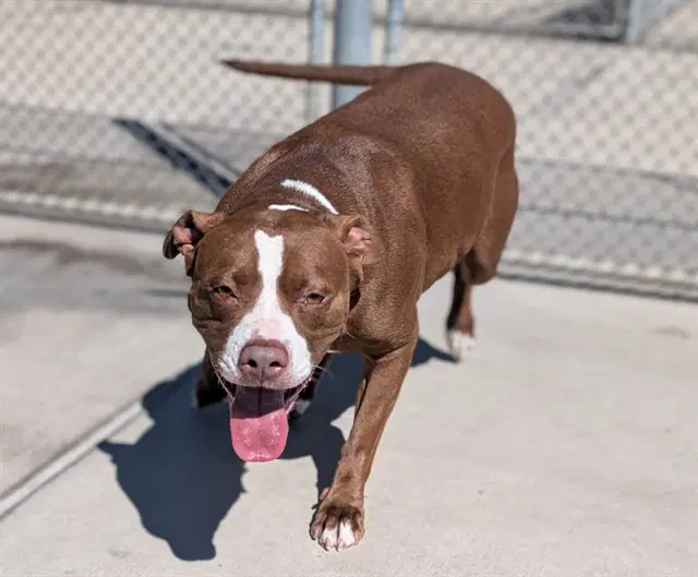 Coco - American Pit Bull Terrier