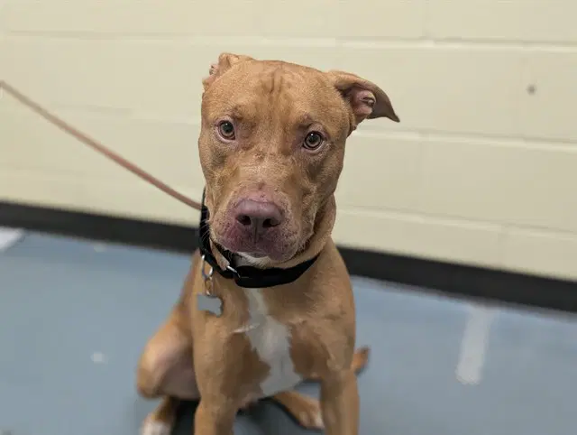 Peanut - American Pit Bull Terrier