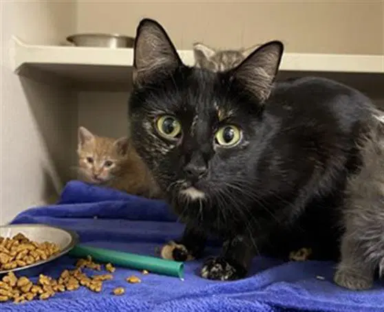 Cornell - Domestic Short Hair