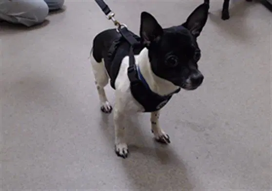 Chikillin - Chihuahua
