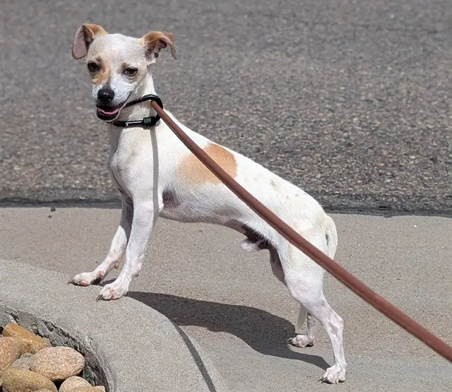 Storm - Chihuahua
