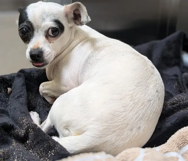 Blanca - Chihuahua