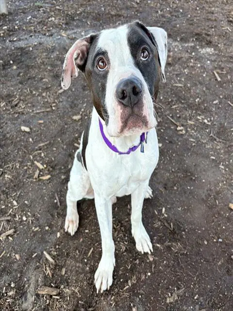 Boise - Boxer