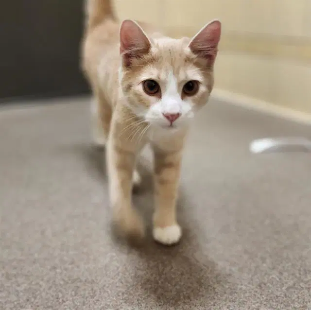Gal Dente - Domestic Short Hair