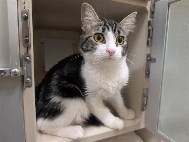 Dj Meow Mix - Domestic Short Hair