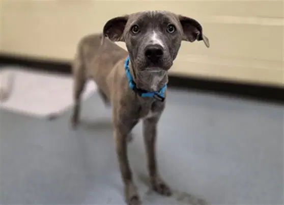 Sage - Whippet