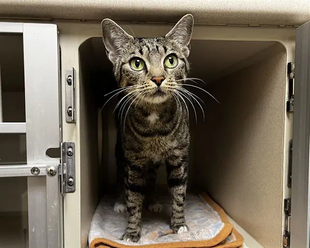 Camshaft - Domestic Short Hair