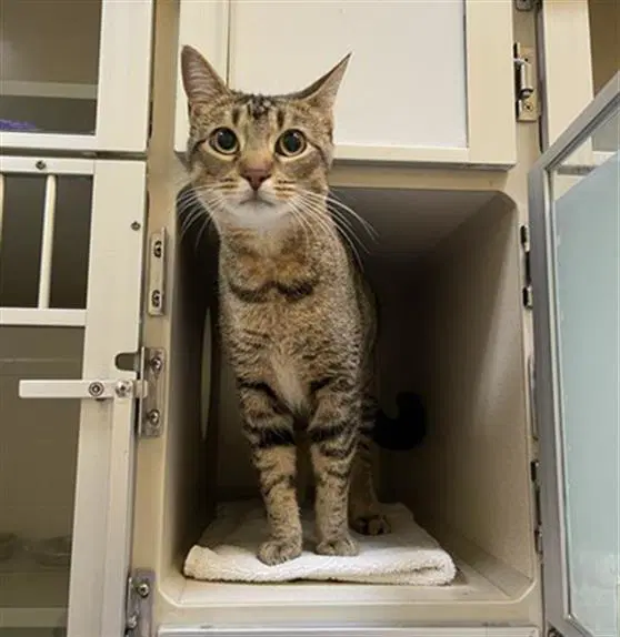 Bingo - Domestic Short Hair