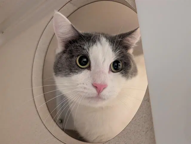 Jango Fett - Domestic Short Hair