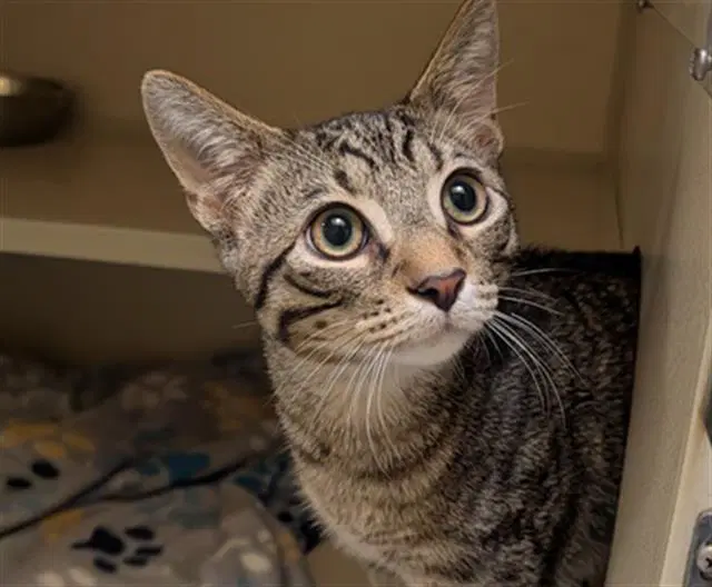 Tony The Tiger - Domestic Short Hair