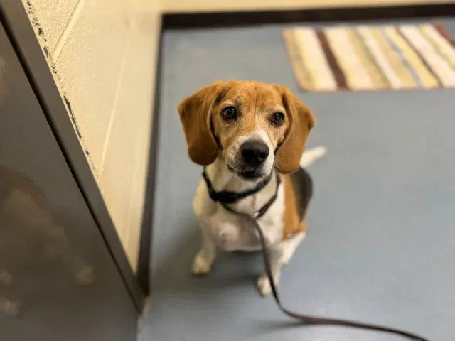 Charlie - Beagle