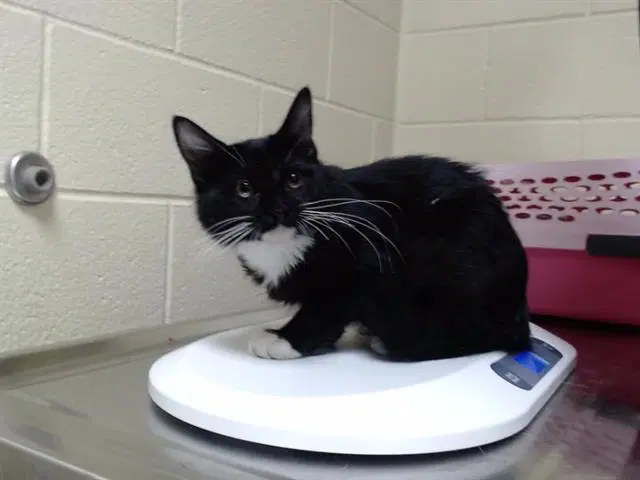 Boots - Domestic Medium Hair