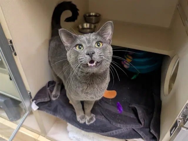 Prince Percival Pounce - Domestic Short Hair