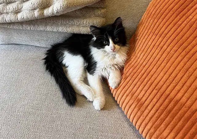 Cowboy - Domestic Medium Hair
