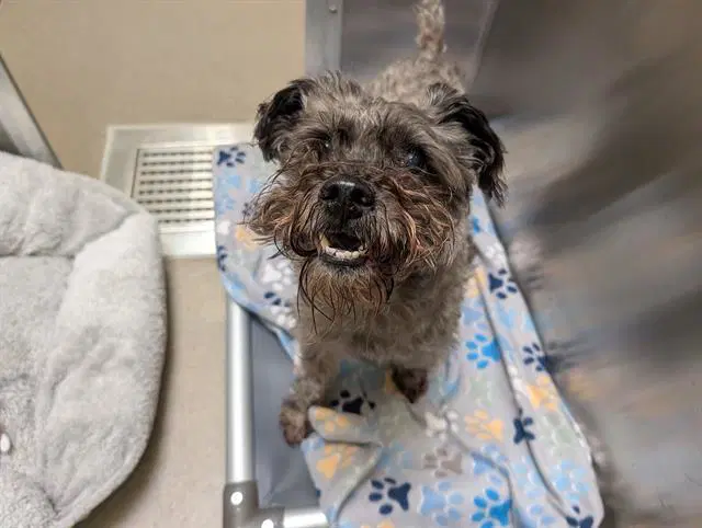 Howie - Miniature Schnauzer